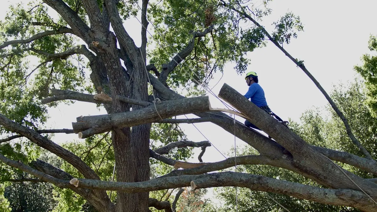 Professional Crown Thinning performed by certified arborists in Atlantic